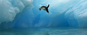 adelie_penguin_web_20246