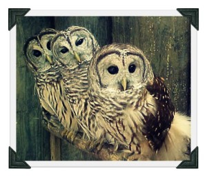 barred-owls-perched