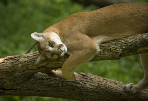 2006 FILE: A cougar at Wildlife Prairie State Park June 28, 2006, near Peoria, Ill. (E. Jason Wambsgans/Chicago Tribune) ..OUTSIDE TRIBUNE CO.- NO MAGS, NO SALES, NO INTERNET, NO TV.. 00264062A Tra Peoria Park